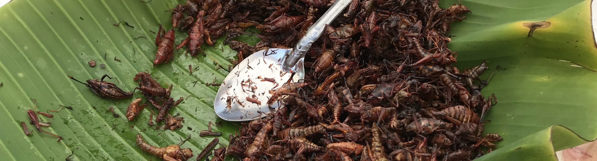 180513_Mex_vr_chapulines